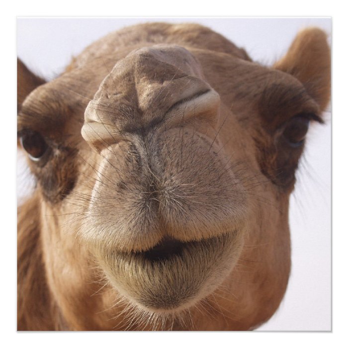 Camel Invitation