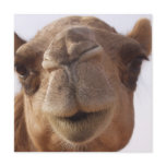 Camel Invitation