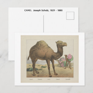 CAMEL  Joseph Scholz, 1829 - 1880   Postcard