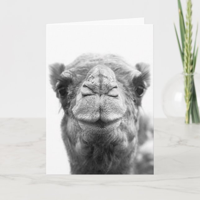 Camel Kisses Fun Closeup Photo Greeting Cards (Front)