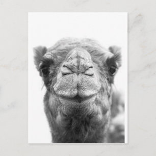 Camel Kisses Fun Closeup Photo Postcard