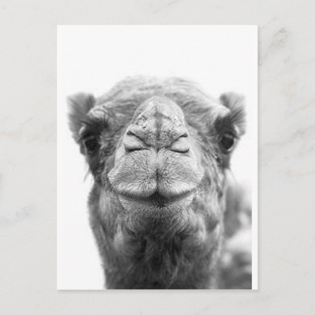 Camel Kisses Fun Closeup Photo Postcard (Front)