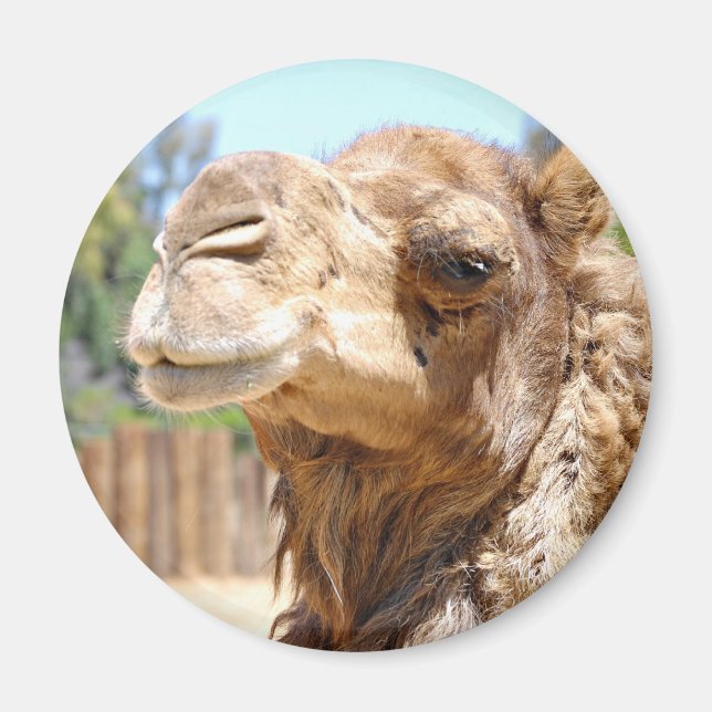 Camel Magnet (Front)