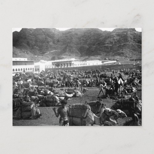 Camel Market Aden Yemen 1902 Postcard