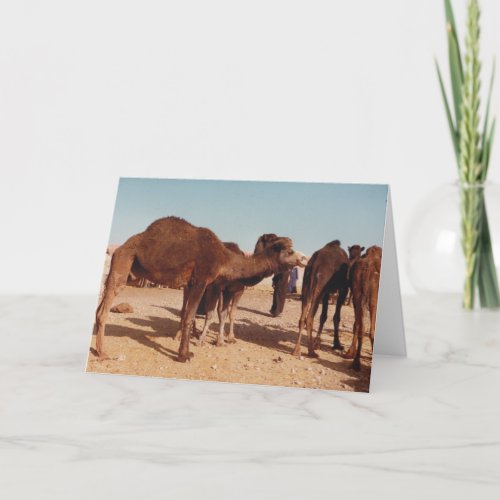 Camel Market Goulimine Morocco Card