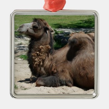 Camel Ornament by lynnsphotos at Zazzle