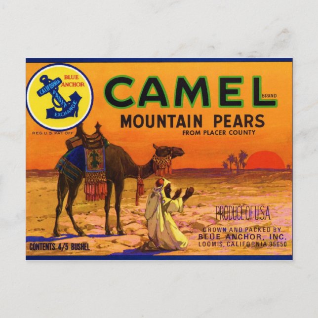 Camel Pears Postcard (Front)