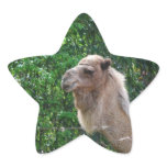 Camel Photo Design Sticker