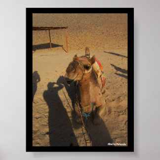 Camel Photoshoot Poster