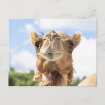 Camel Portrait Animal Photography Wildlife