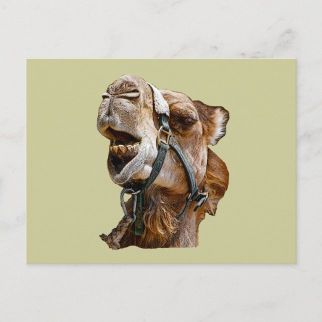 Camel Postcard (Front)