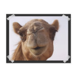 Camel Postcard