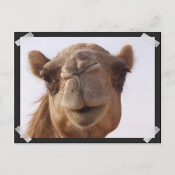 Camel Postcard by WildlifeAnimals at Zazzle