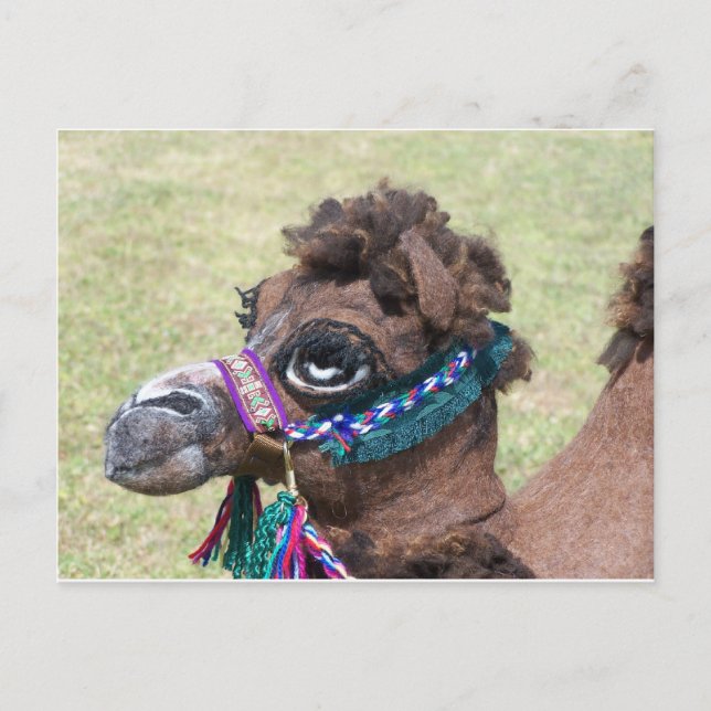 Camel Postcard (Front)