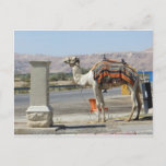 Camel Postcard at Zazzle