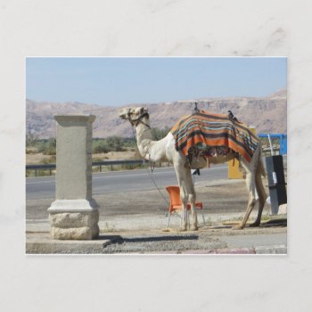 Camel Postcard by Annsart29 at Zazzle