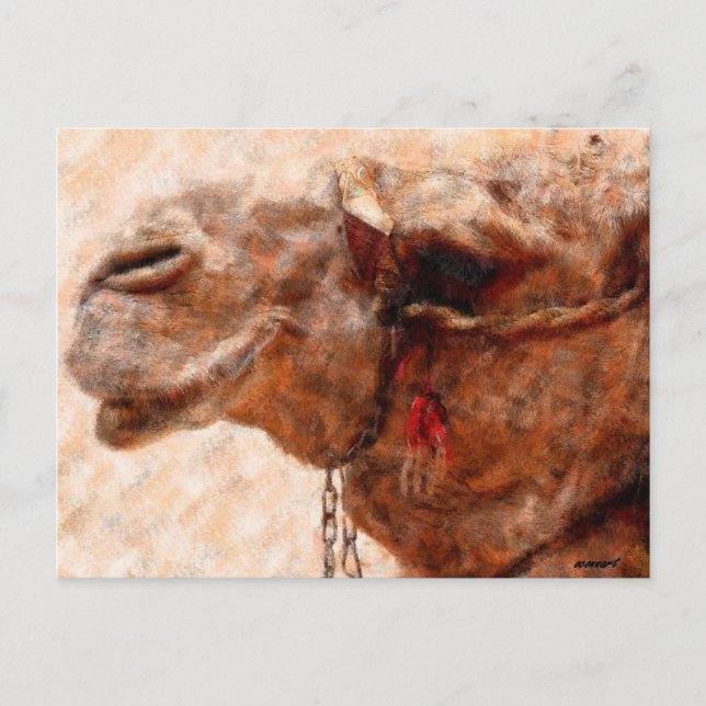 camel postcard (Front)