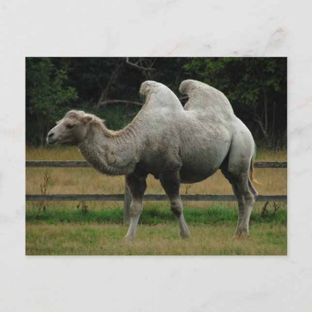 Camel postcard (Front)