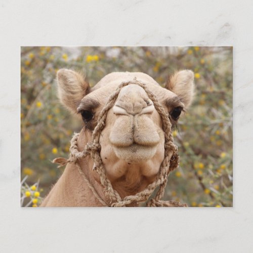Camel Postcard