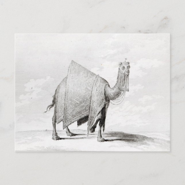 Camel Postcard (Front)