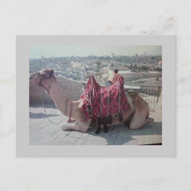 CAMEL POSTCARD (Front)