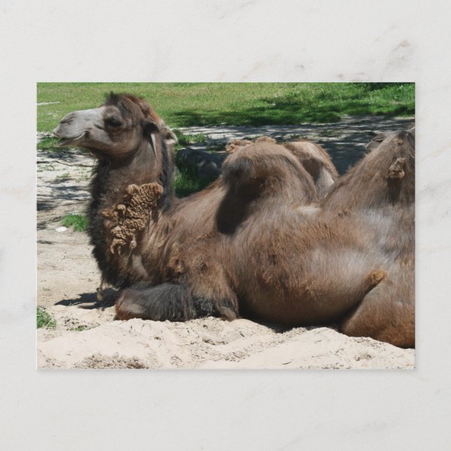 Camel Postcard (Front)