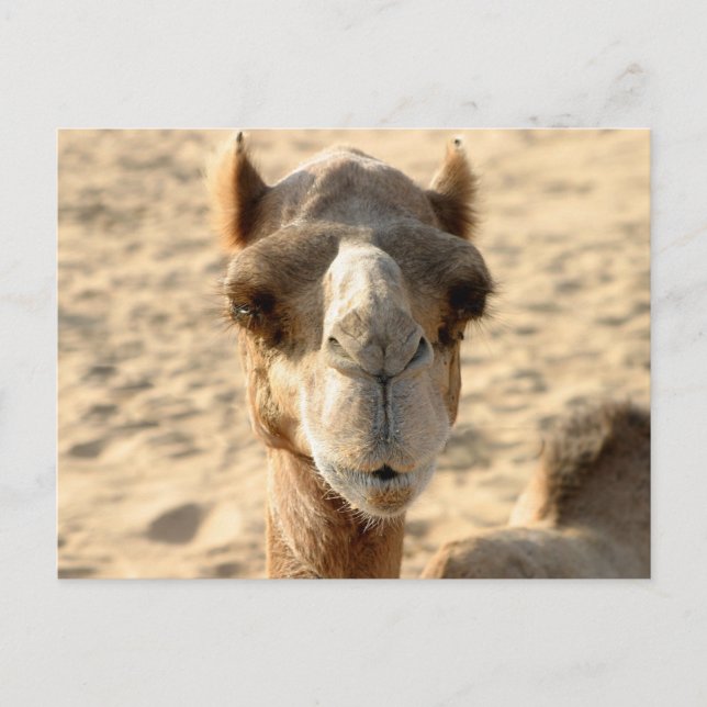 Camel Postcard (Front)