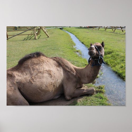 Camel Poster