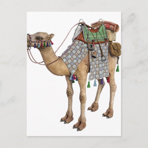 Camel prepared for Ancient Rider Postcard