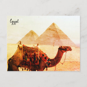camel pyramids giza postcard
