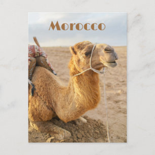 Camel resting, Morocco travel Postcard