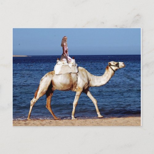 Camel Rider by the Sea Postcard