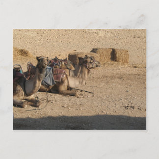 Camel Sitting Postcard
