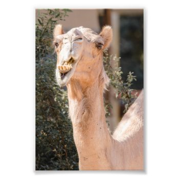 Camel Staring While Chewing Photo Print by JukkaHeilimo at Zazzle