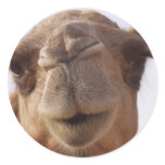 Camel Stickers