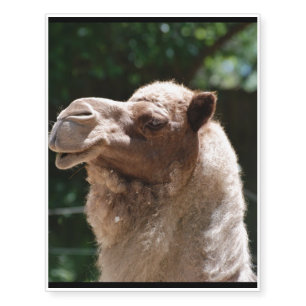 Camel Temporary Tattoos
