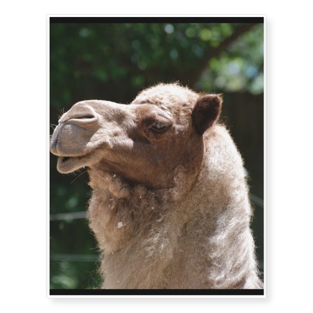Camel Temporary Tattoos (Front)