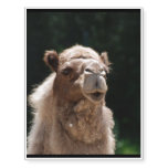 Camel Temporary Tattoos