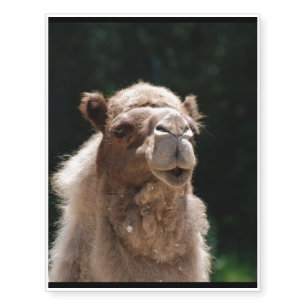Camel Temporary Tattoos