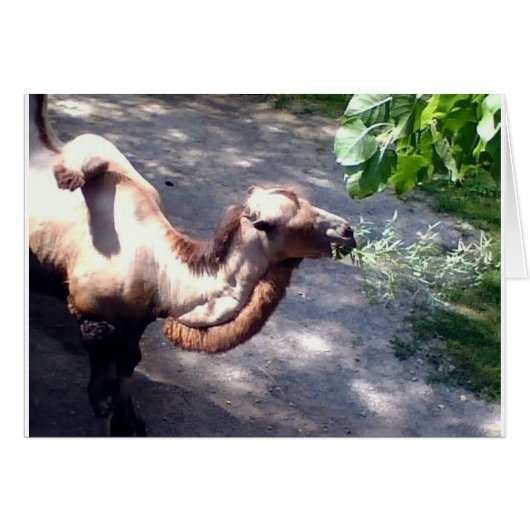 Camel Time! Zoo Animals Cards (Front Horizontal)