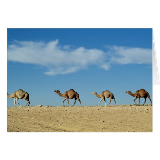 Camel train cards (Front Horizontal)