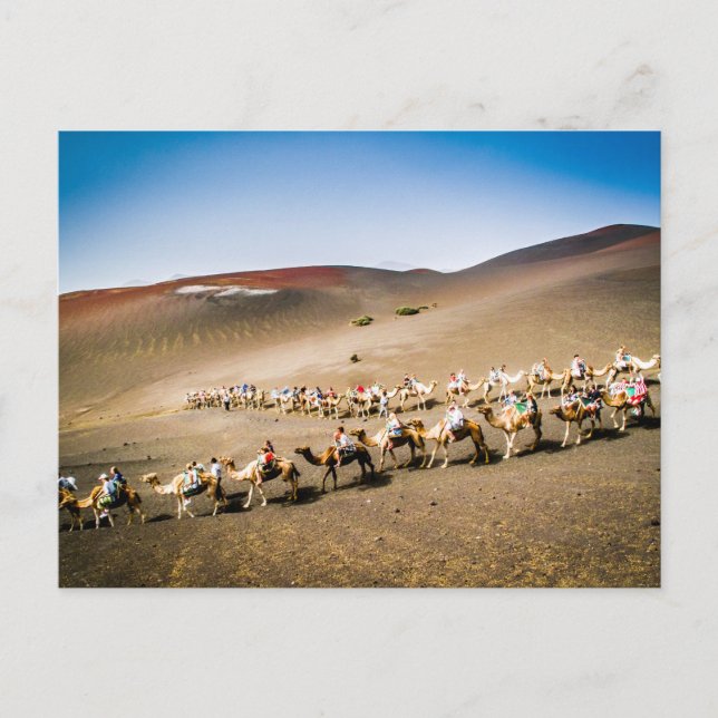 Camel Train in Lanzarote Postcard (Front)