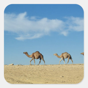 Camel train square sticker