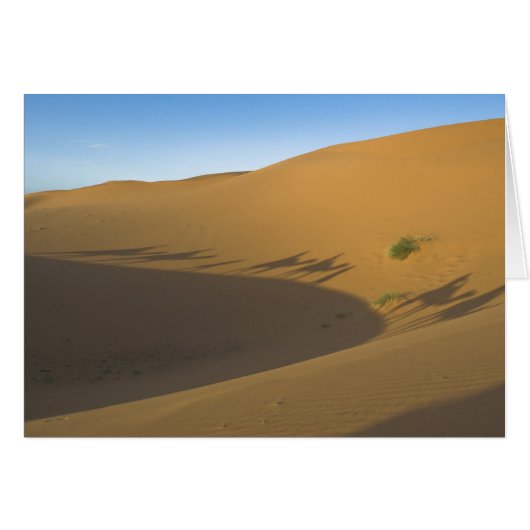 Camel trek cards (Front Horizontal)