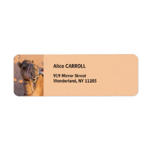 Camel with a funny facial expression - Oman Label