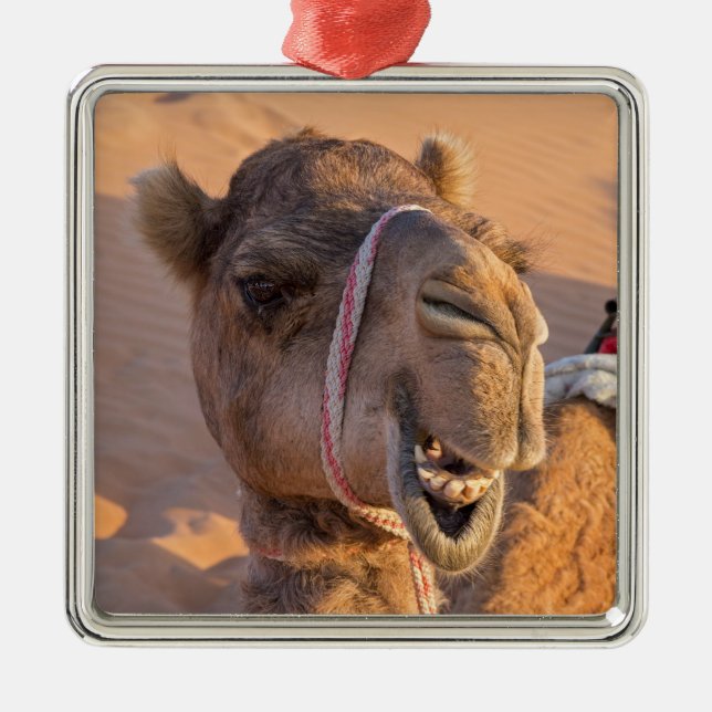 Camel with a funny facial expression - Oman Metal Ornament (Front)