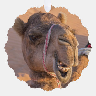 Camel with a funny facial expression - Oman Ornament Card