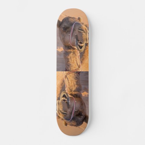 Camel with a funny facial expression _ Oman Skateboard