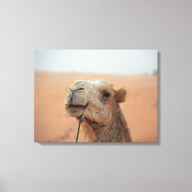 Camel with funny expression - photograph on canvas (Front)