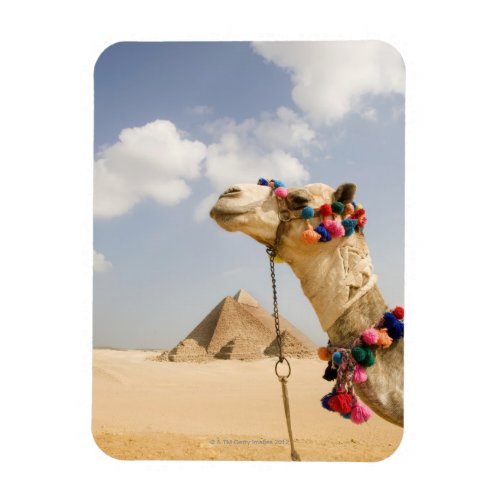 Camel with Pyramids Giza Egypt Magnet